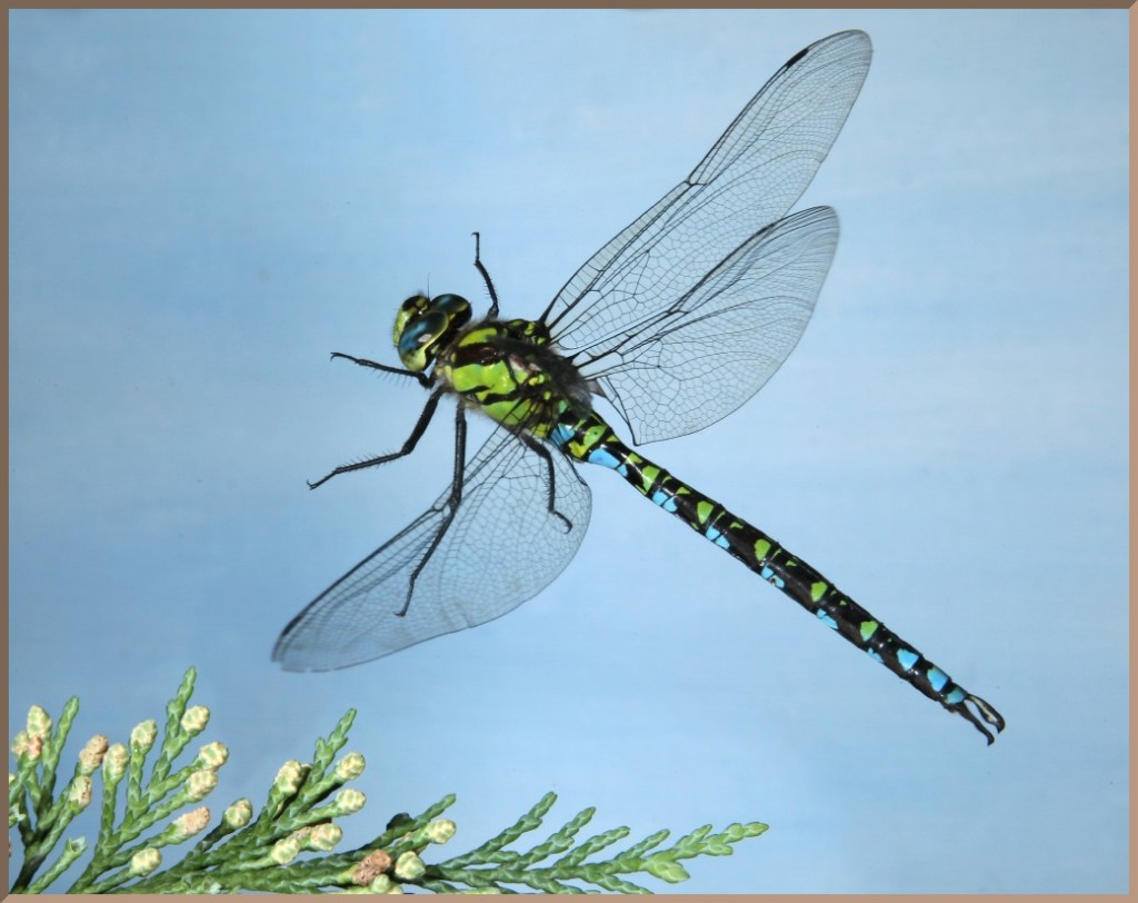 20100925_da1_20100808_1505_067+1601_154_ft1 southern hawker dragonfly male in flight with conifer frond it landed on (montage)(r+mb id@1024)